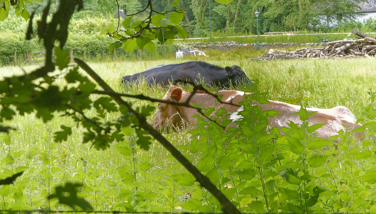 20170623 131242•St Fagan's Folk Museum•Cardiff•Wales